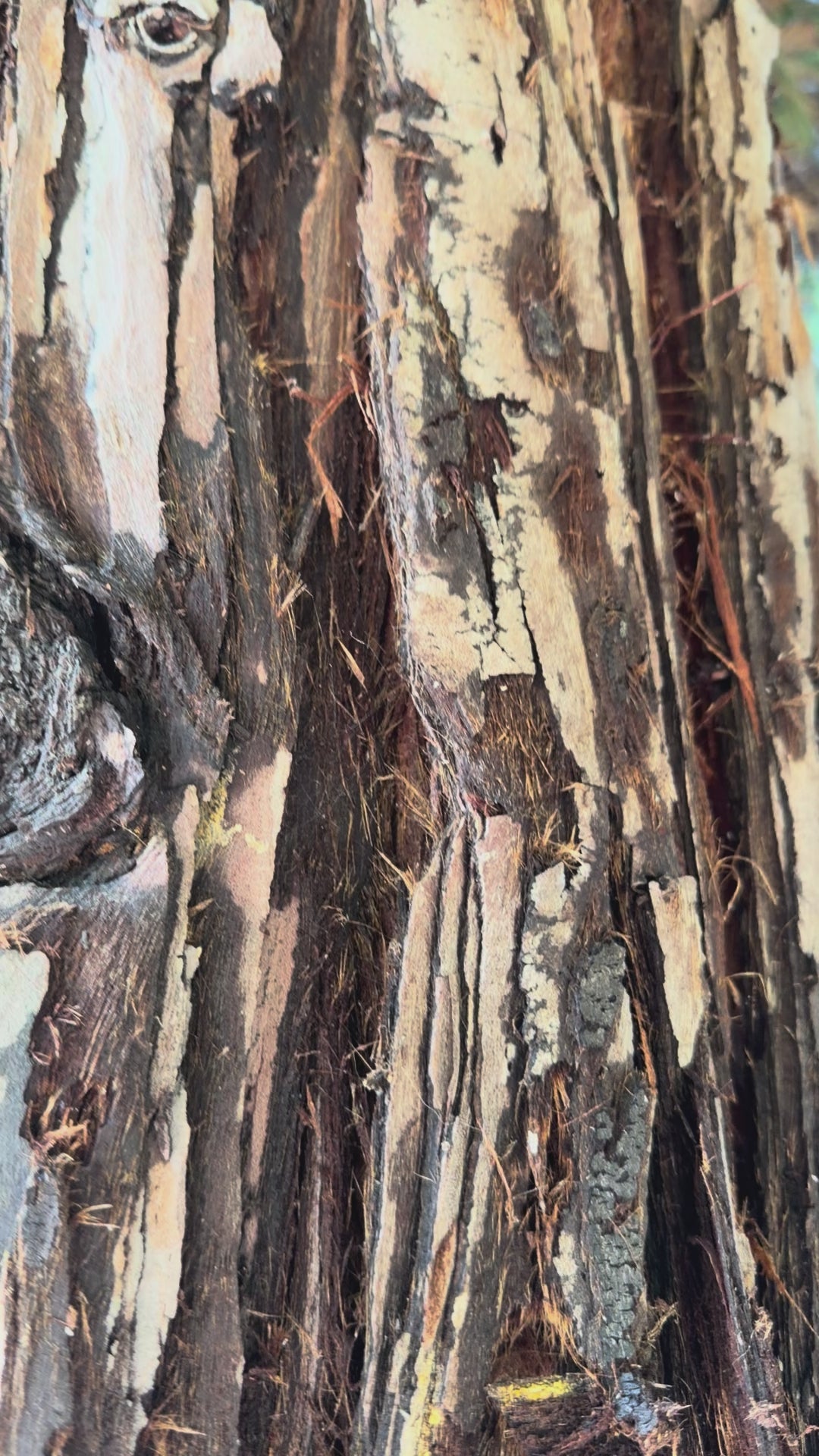 Sequoia (bark + needle)